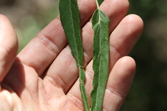 Leichhardtia viridiflora