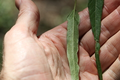 Leichhardtia viridiflora
