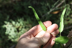 Leichhardtia viridiflora