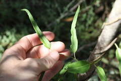 Leichhardtia viridiflora