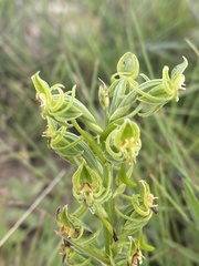 Habenaria mossii