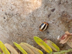 Brumoides suturalis