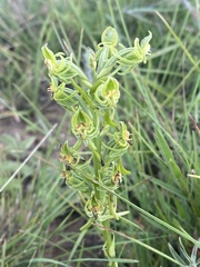 Habenaria mossii