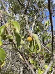 Petalostigma pubescens