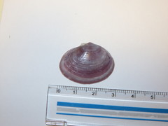 Nuttallia japonica