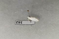 Tegeticula yuccasella