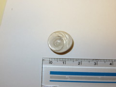 Turbo sazae