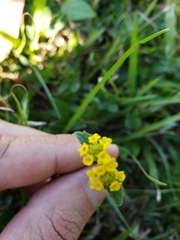 Lippia turnerifolia