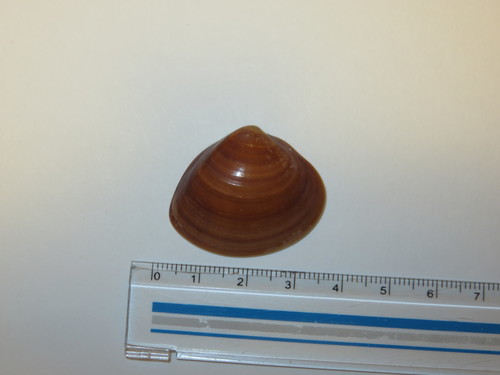 Meretrix lamarckii observed 2022-03-20