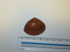Meretrix lamarckii