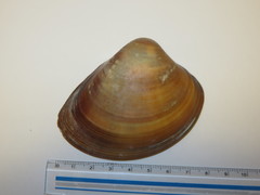 Meretrix lamarckii