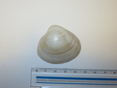 Mactra quadrangularis