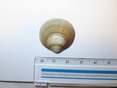 Mollusca