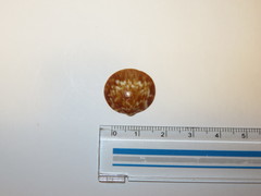 Mollusca