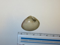 Bivalvia