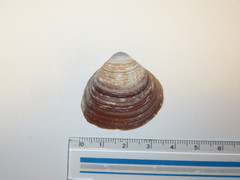 Bivalvia