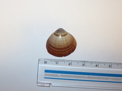 Bivalvia