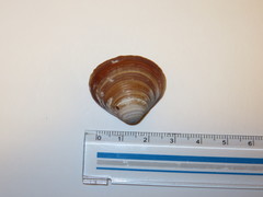 Bivalvia