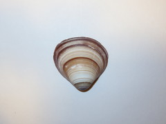 Bivalvia