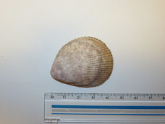 Acrosterigma maculosum