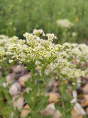 Lepidium draba