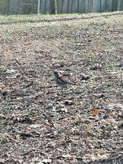 Turdus pilaris