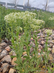Lepidium draba