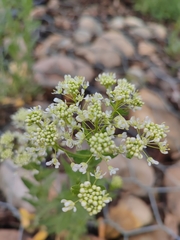 Lepidium draba