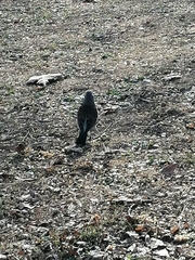 Turdus pilaris