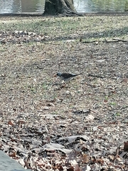 Turdus pilaris