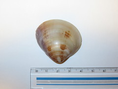 Meretrix