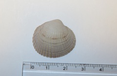 Leukoma jedoensis