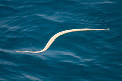 Hydrophis lapemoides