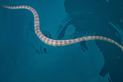 Hydrophis lapemoides
