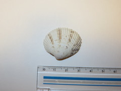Leukoma jedoensis