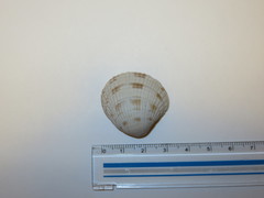 Leukoma jedoensis