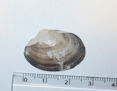 Ruditapes philippinarum