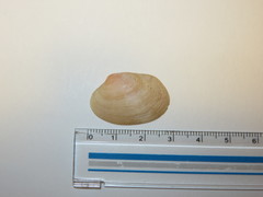 Ruditapes philippinarum