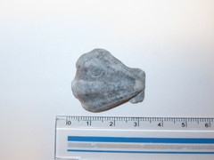 Decatopecten plica
