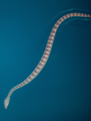 Hydrophis lapemoides