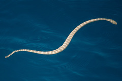 Hydrophis lapemoides
