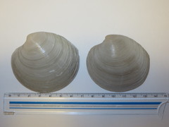 Dosinia japonica