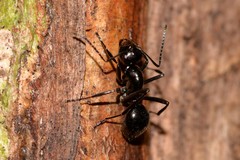 Polyrhachis mackayi