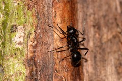 Polyrhachis mackayi