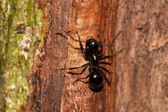 Polyrhachis mackayi