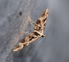 Ischnurges illustralis
