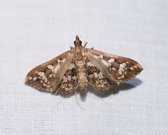 Ischnurges illustralis