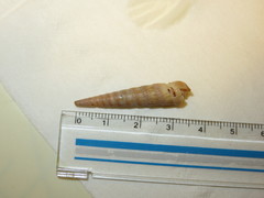 Myurella