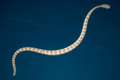 Hydrophis lapemoides