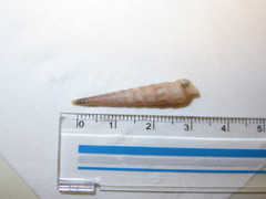 Terebrinae